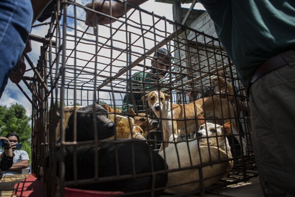 A notorious Indonesian animal market has ended its brutal dog and